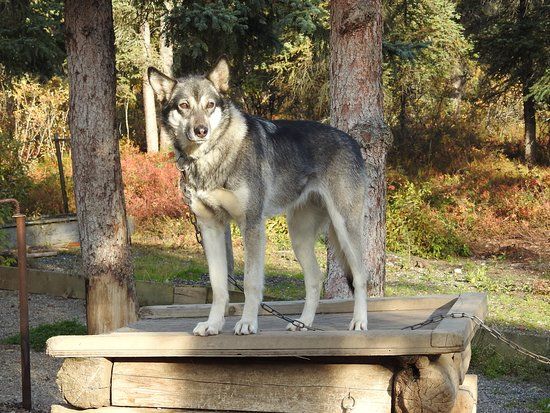 Sled Dog Demonstration